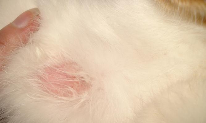 猫咪皮屑问题解决方案（皮屑困扰猫咪健康？吃什么让它们告别皮屑！）