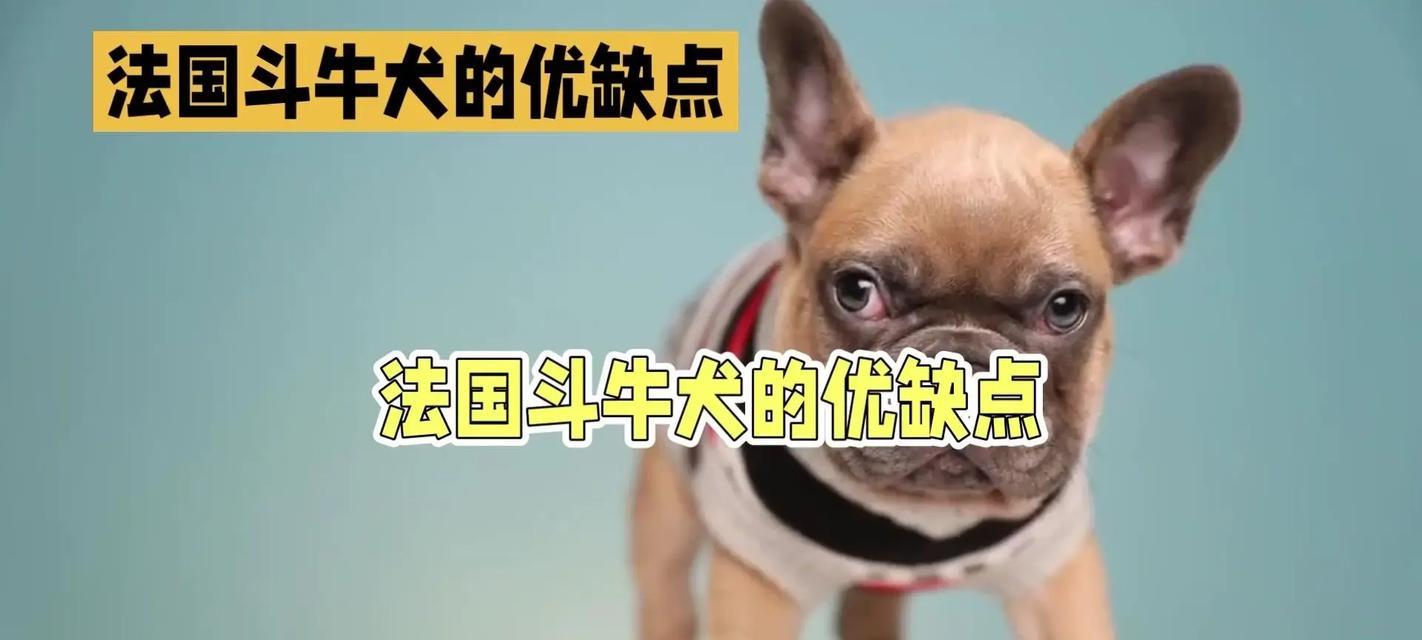 斗牛犬（探索斗牛犬的历史、特点和争议）