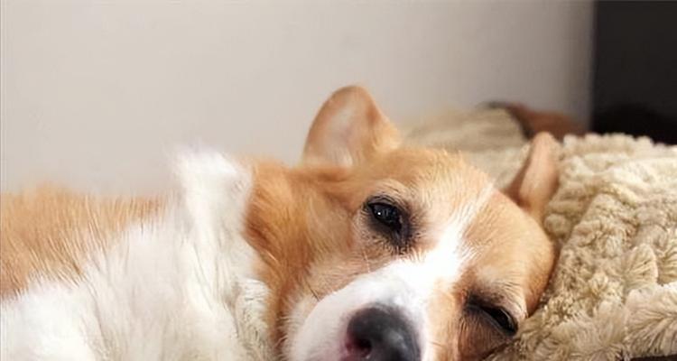 金毛幼犬发烧的症状及应对方法（细致观察宠物的体温与行为举止，及时帮助宠物退烧）