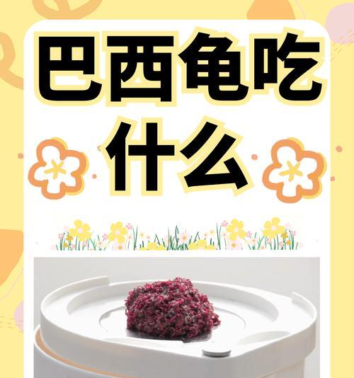 种龟喜欢吃什么菜？（揭秘龟类蔬食喜好及营养需求）