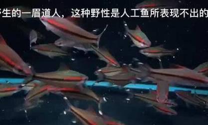 一眉道人鱼的食物需求及适宜鱼食选择（探索一眉道人鱼的喂食习性与适宜鱼食品种）