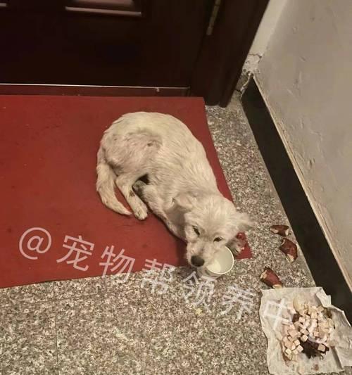 犬瘟狗的临终征兆（揭秘犬瘟狗生命的最后时刻）