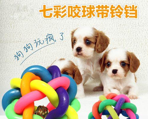 探讨泰迪狗褪色的原因（为什么泰迪狗会褪色？原因及解决方法）