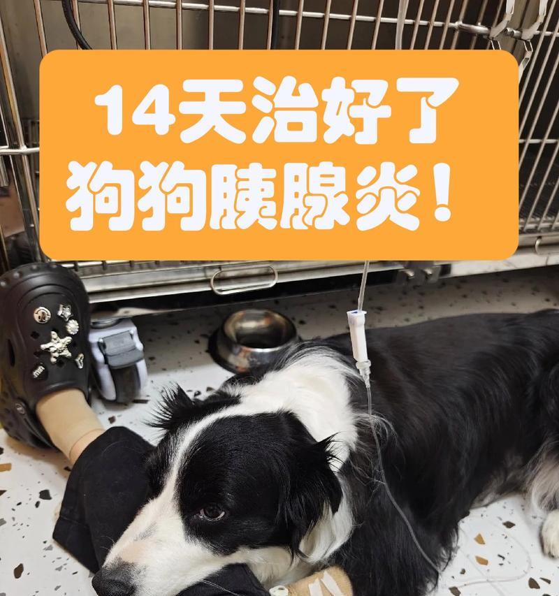 狗胰腺炎的治疗药物（探索最有效的药物治疗方法）