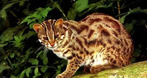 猫——灵巧而神秘的家庭宠物（揭秘猫的起源和特点，带你进入神秘的猫族世界）