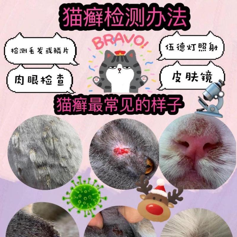 猫皮肤的神奇多彩世界（探索不同颜色猫皮肤下的秘密）