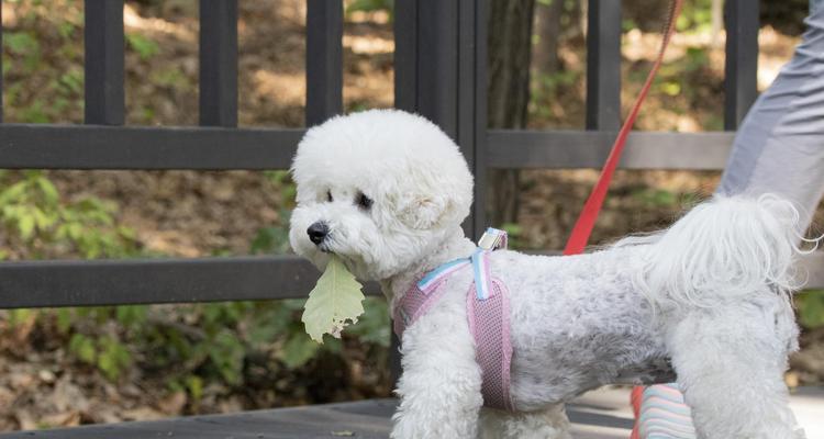 以金毛换犬牙，让你的宠物更健康快乐（金毛换犬牙时机、注意事项及养护指南）