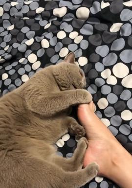 为什么猫早上要凑到主人鼻子上闻？（探究猫咪的鼻子嗅觉和行为习惯）