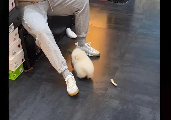 为什么狗总是喜欢叼鞋？（探究狗狗叼鞋的原因和解决方法）