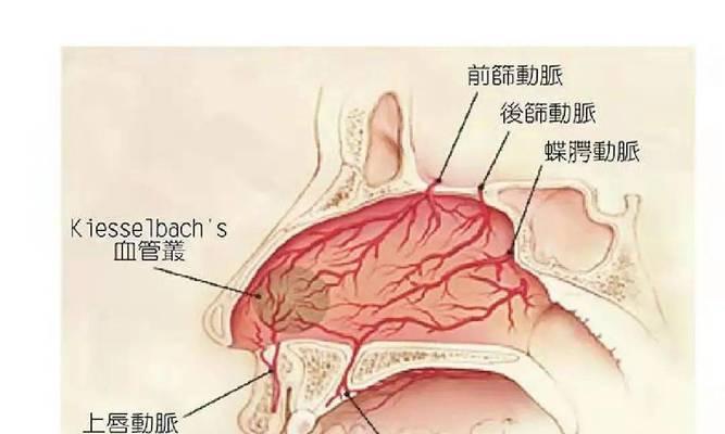 猫咪鼻子出血死亡的原因及应对方法（探讨猫咪鼻子出血的病因、症状和预防措施）