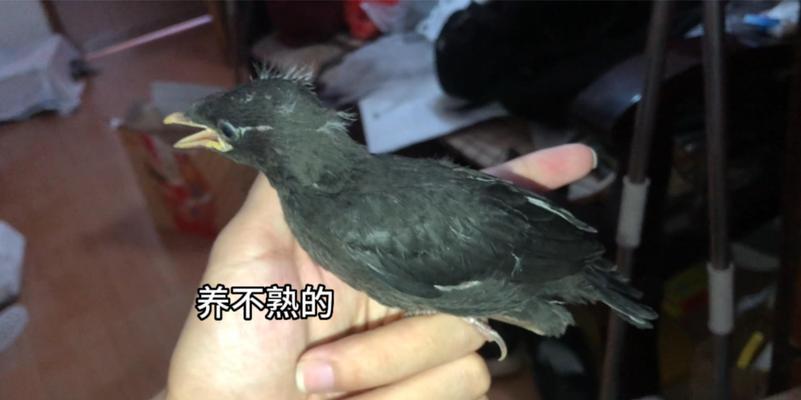 为什么要单独养八哥鸟？（探讨八哥鸟独特的养殖需求和饲养优势）