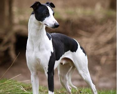 比特犬的饮食需求（合理喂养比特犬，让它健康成长）