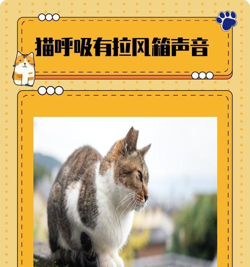揭秘猫咪叫声背后的奥秘（深入探究猫咪叫声的种类和含义）