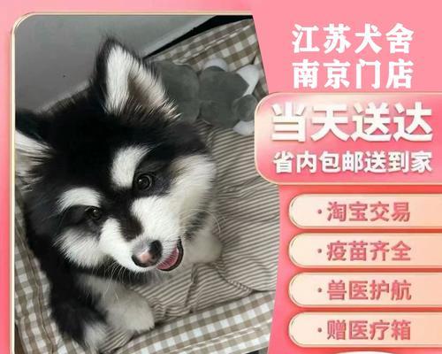 熊版阿拉斯加犬（探寻阿拉斯加犬与熊相似之处，揭开神秘熊版阿拉斯加犬的故事）