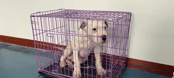 杜高犬剪耳朵的原因和方法（为何杜高犬常剪耳朵及剪耳朵的正确方式）