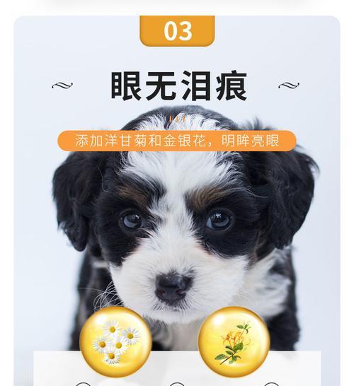 泰迪幼犬断奶饮食指南（以泰迪幼犬断奶吃什么好）