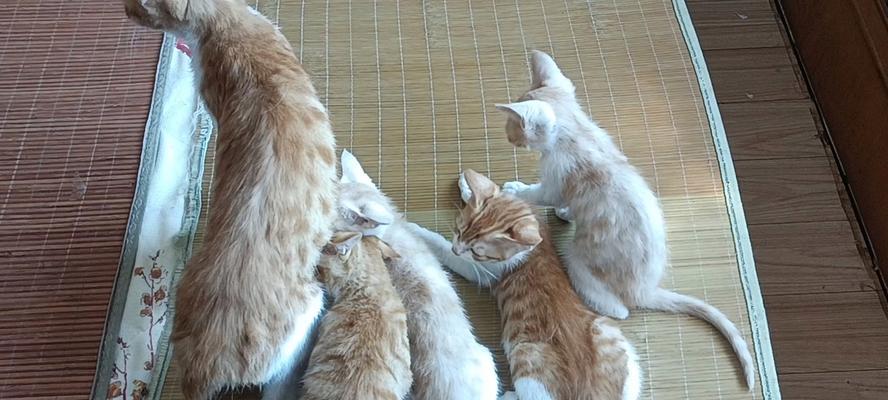 猫咪喂奶的正确方式（选择适宜的奶类产品，确保猫咪健康成长）