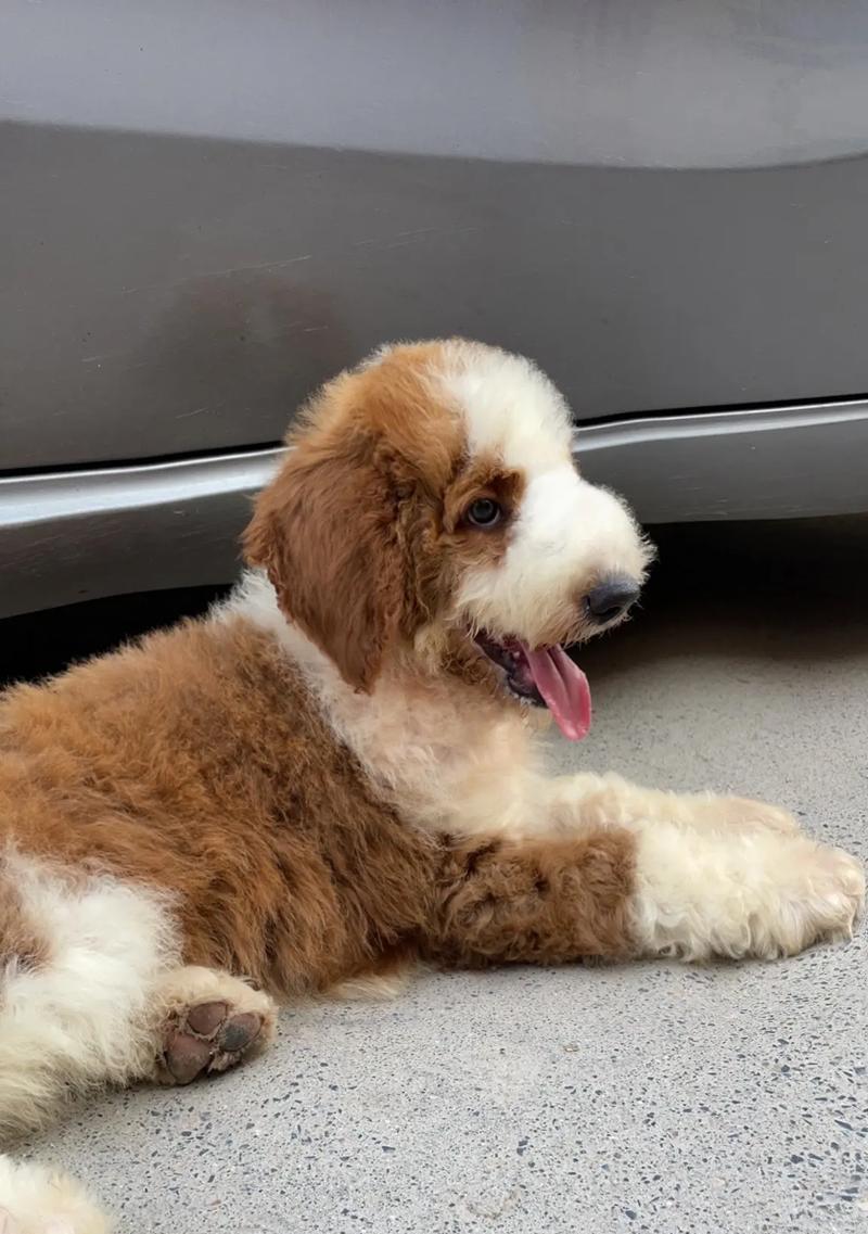 巨贵犬的梦幻之色——揭秘最贵的毛色（稀有奇特、珍贵稀有，巨贵犬什么色最值钱？）