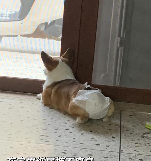 大狗拉稀怎么办？药物治疗是关键（详解大狗拉稀的治疗方法及常用药物）