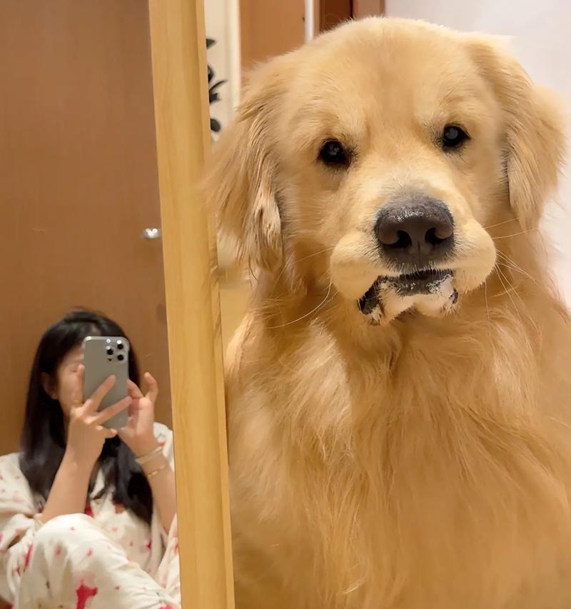 金毛犬的饮食习惯及适合食物（了解金毛犬的饮食需求和最佳食谱）