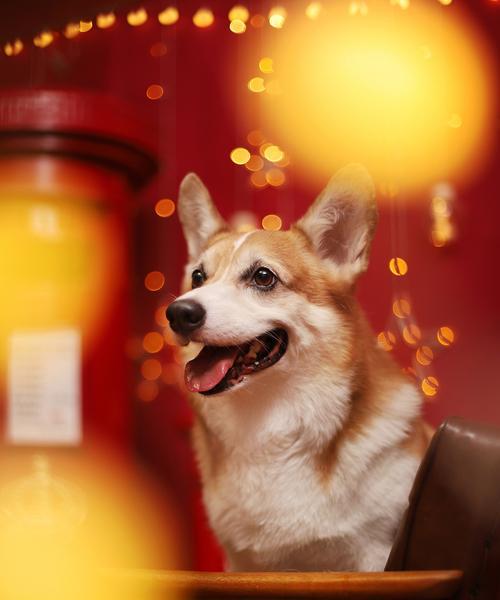柯基犬（从幼犬到成熟犬，柯基什么时候成型？）