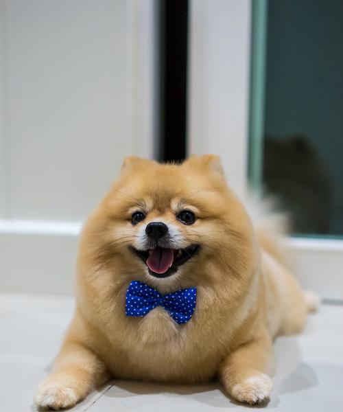 狗为什么几天都不吃饭？（探究狗不吃饭的原因与解决方法）