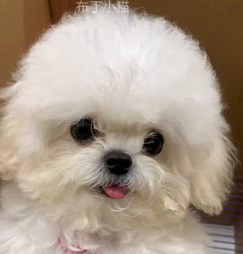 狗狗握手的意义及培养方法（与狗狗建立默契的第一步，握手的意义和技巧）