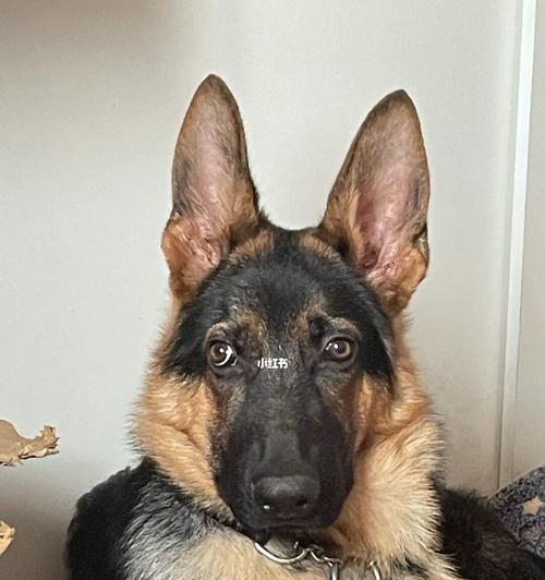 四个月德牧的成长指南（关注你的德国牧羊犬）