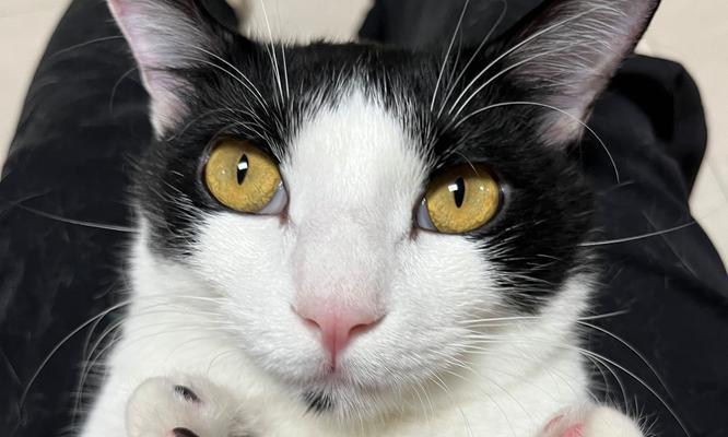 猫肛门颜色揭示的健康秘密（探索猫肛门颜色的隐含信息及健康状况）