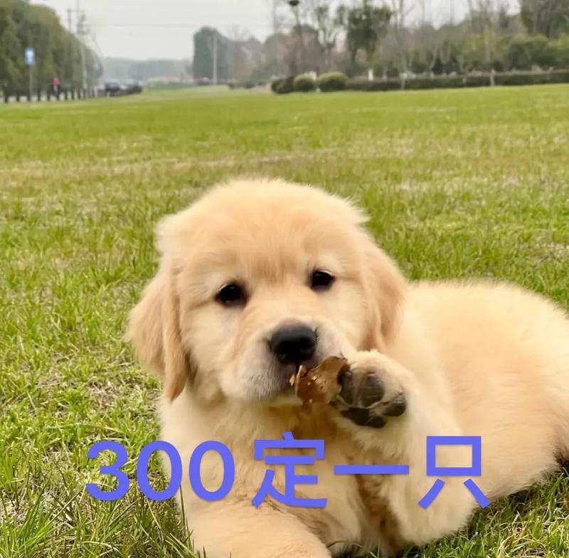 金毛狗繁殖的注意事项（提高繁殖质量的关键点）