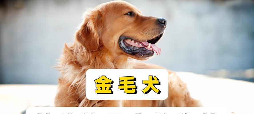 金毛怀孕后期的饮食指南（孕期狗狗该吃什么？）