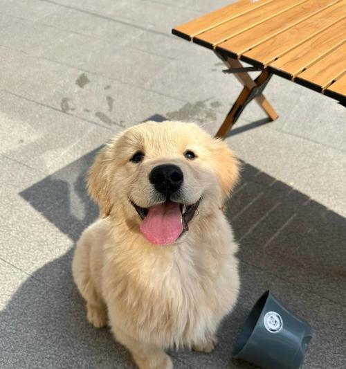 家中适合养什么宠物？（探索理想伴侣的选择与需求）