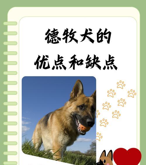 为什么德牧狗不怀孕？（探究德牧狗不怀孕的原因与解决方法）