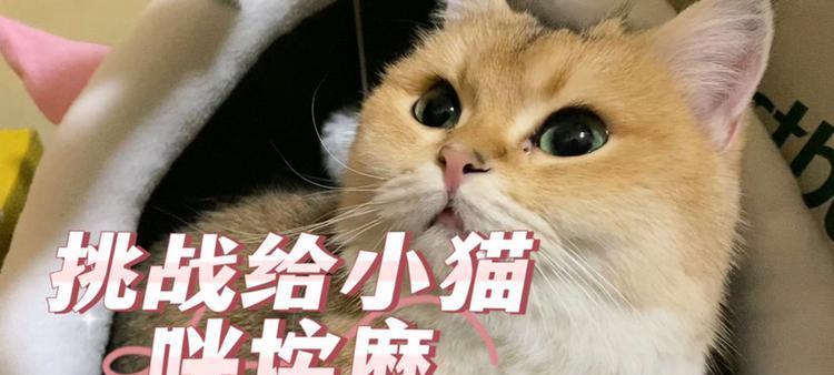 猫咪按摩的神奇之处（揭秘猫咪按摩的好处及科学原理）