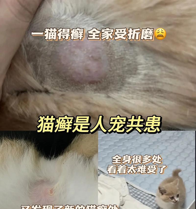 猫咪身上长癣