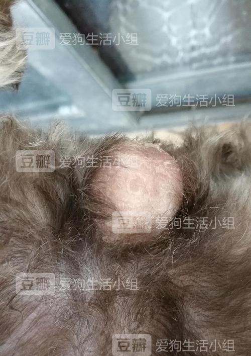 狗的蛋蛋为什么是凉的？（探究狗狗蛋蛋温度的原因和重要性）