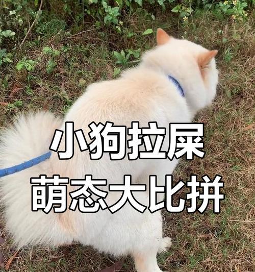 为什么狗狗不爱拉粑粑？（探寻狗狗排便习惯的原因与解决方法）