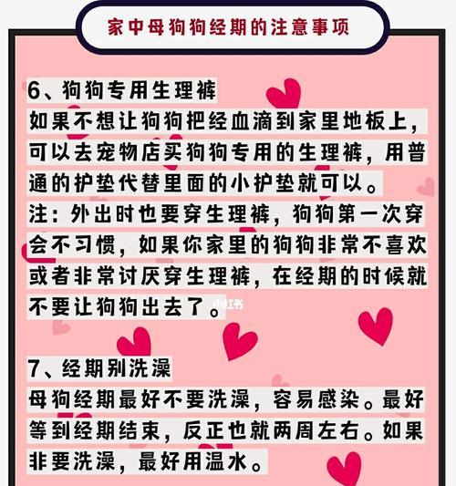 怀孕的狗的护理指南（了解如何照顾一只怀孕的狗以确保它的健康和幸福）