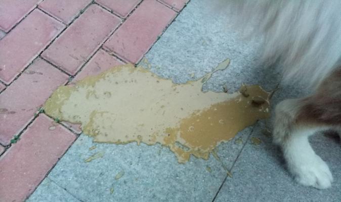 狗狗拉稀时为何要停水？（了解狗狗拉稀时停水的原因和好处）