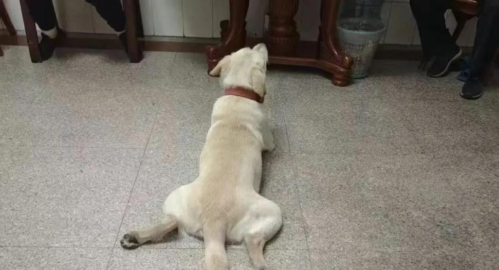 狗狗为什么会出现抽搐现象？（探究抽搐原因及处理方法）