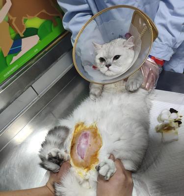 猫咪大面积烫伤的急救措施（烫伤救治关键）