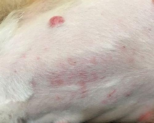 狗狗过敏的常见症状及应对方法（了解狗狗过敏的迹象和有效治疗方法）