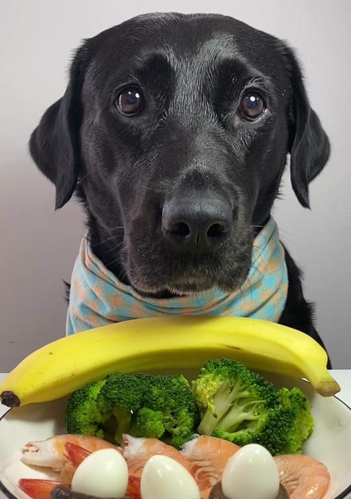 拉布拉多的饮食宜忌（探寻拉布拉多的食物世界）