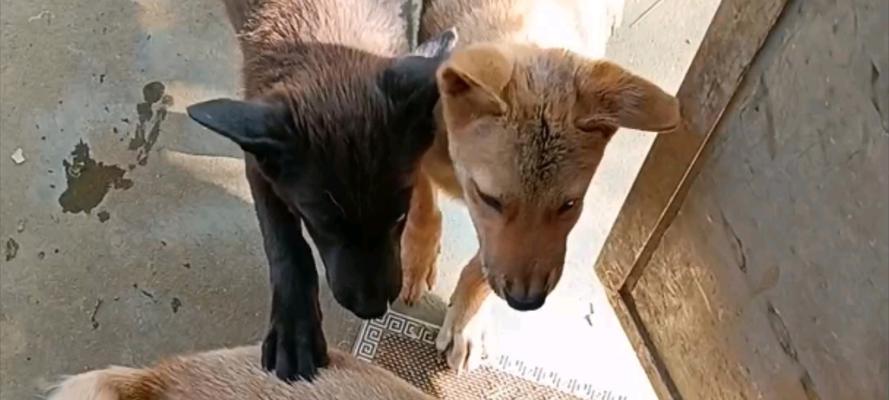 狗狗早上的兴奋源于何处（揭秘狗狗早晨活力爆棚的秘密）