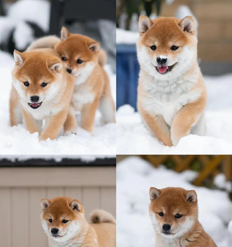 选择柴犬幼犬的理想颜色（探索最适合你的柴犬幼犬外貌特征）