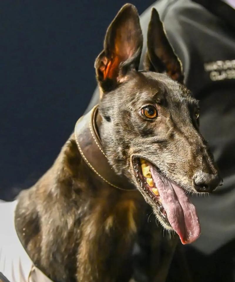 灵犬莱西（揭开灵犬莱西身份之谜）