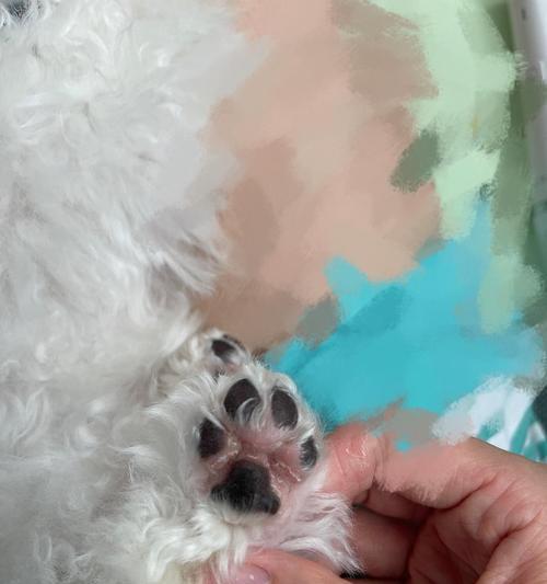 狗狗脚掌红的原因分析（揭秘狗狗脚掌红的原因，让爱宠远离不适）