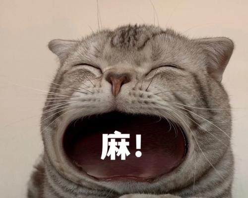 了解猫的狂犬病（宠物猫的健康，我们在行动）