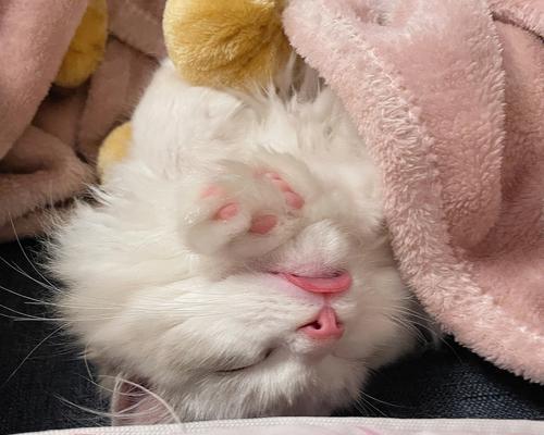 揭秘猫吐舌头的意义——一种动物行为的解读（猫吐舌头的原因与表达方式以及其对猫咪生活的重要性）