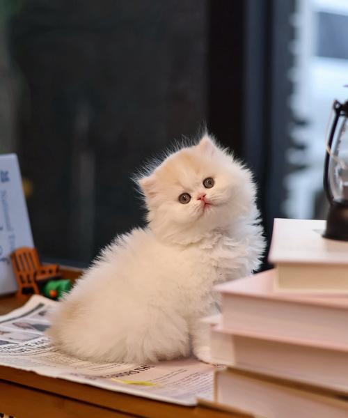 绝育猫为什么会胖？（探究绝育对猫体重的影响及防控方法）